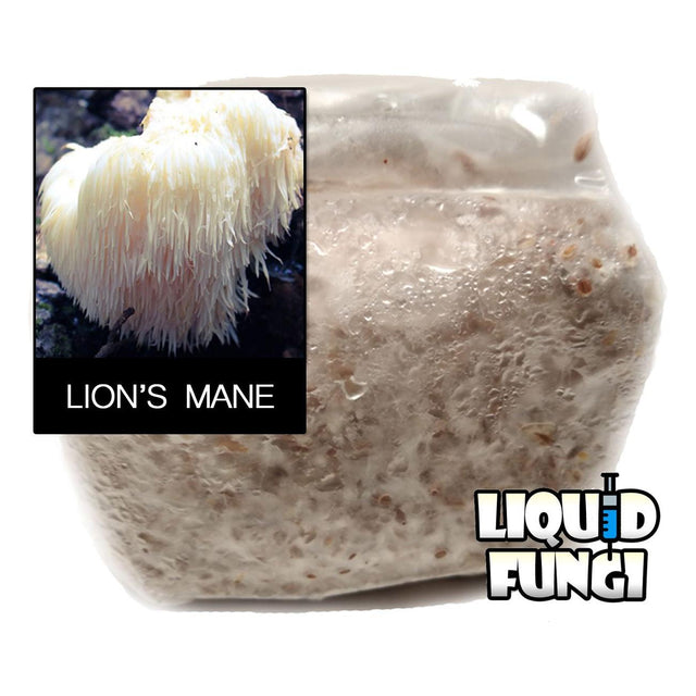 lions mane mushroom grain spawn, bulk grain spawn, indoor mushroom growing, premium mushroom spawn, quality mushroom culture