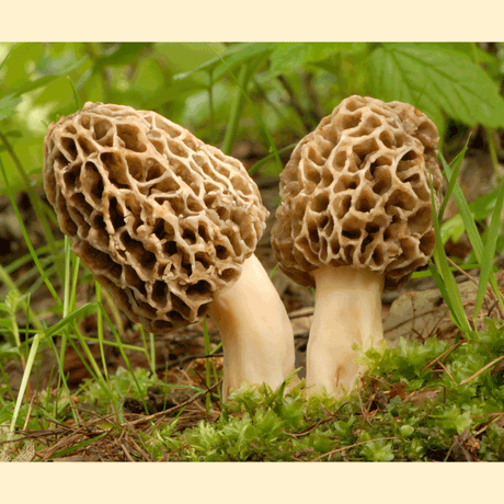 americana morel mushroom close up