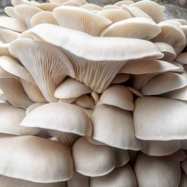 pearl oyster mushroom culture