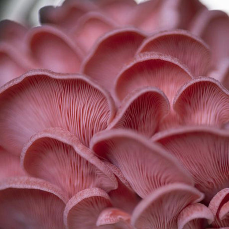 pink oyster spawn