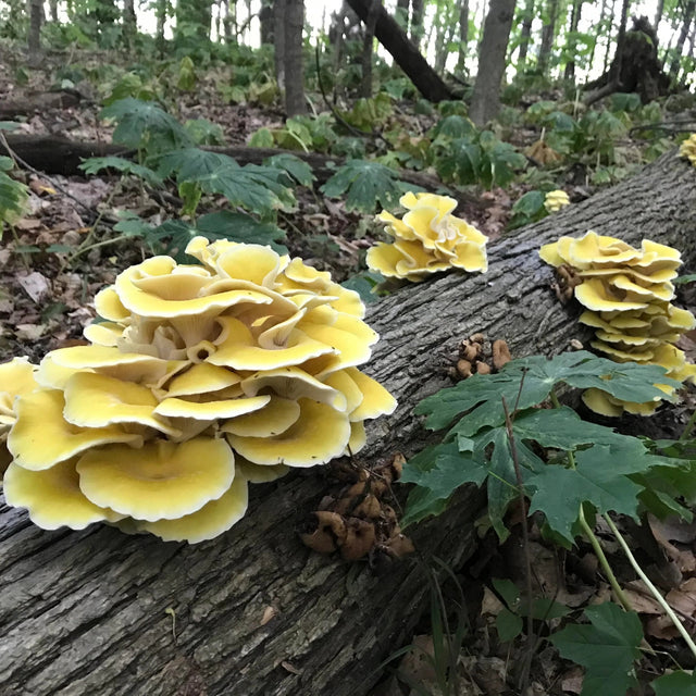 Golden Oyster Mushroom Plug Spawn Dowels (100)