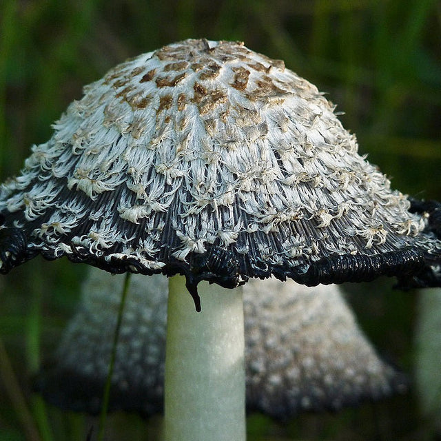 shaggy mane mushroom culture