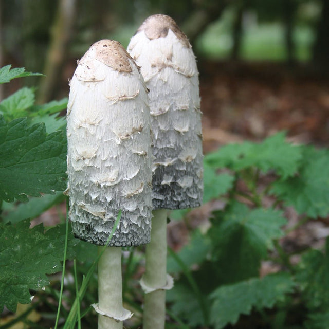 shaggy mane mushroom liquid culture sample