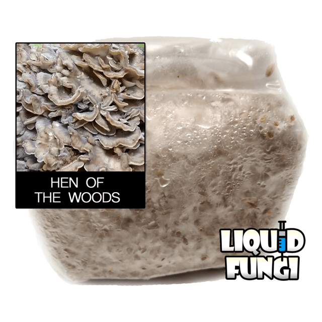 Hen of the Woods Mushroom Grain Spawn (1 pound)