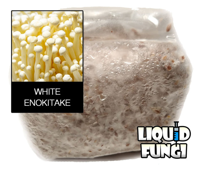 Enokitake Mushroom Grain Spawn