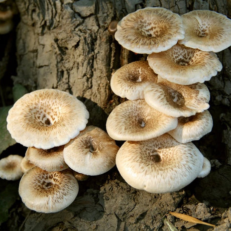 tiger sawgill mushrooms on tree