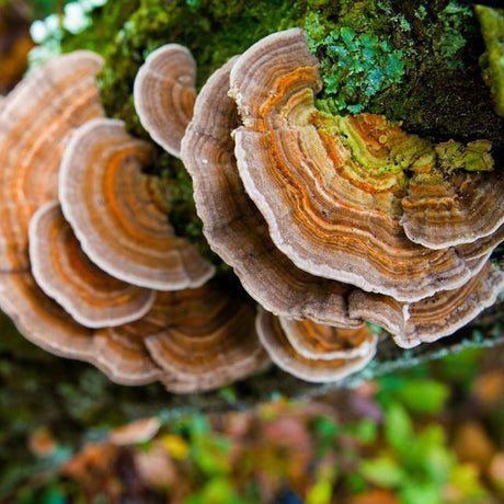 turkey tail mushroom liquid culture syringe