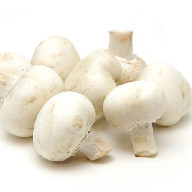 Agaricus bisporus white button mushroom