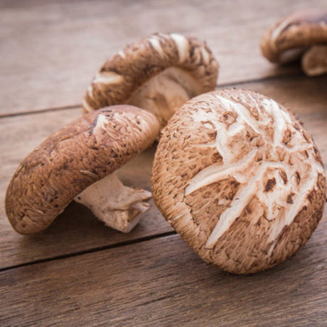 wide range shiitake mushroom culture