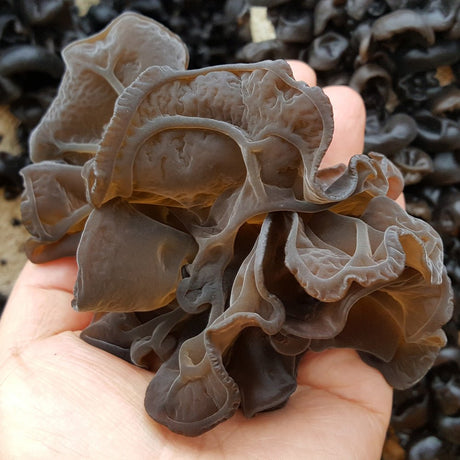 wood ear culture