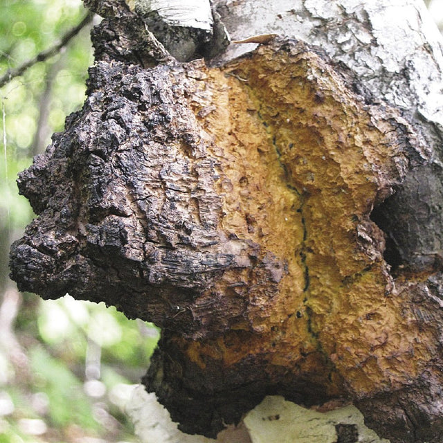 Inonotus obliquus chaga mushroom culture