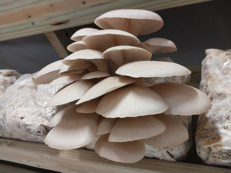 Why Grain Spawn Is Better for Commercial Mushroom Production:  Efficiency and Quality Control