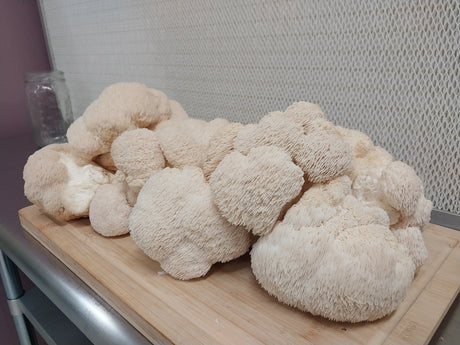 fresh lion's mane mushroom fruits on a cutting board