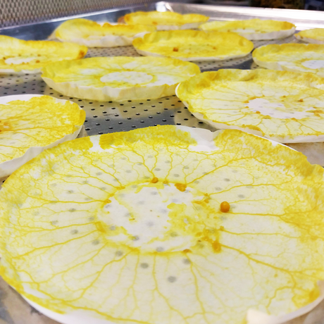 the blob - samples drying on filter paper