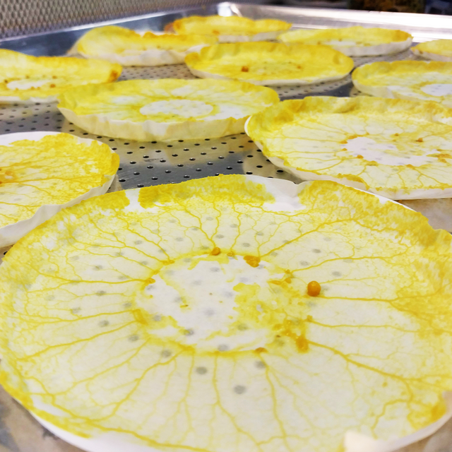 the blob - samples drying on filter paper