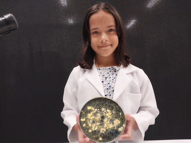 BLOB BOX - Kit Blob Vivant américain (Physarum Polycephalum) - kit Culture  Blob - kit elevage Blob - Kit Science Blob - Kit Experience Blob - kit  Science Enfants - Experience Scientifique Enfant : : Jeux et Jouets