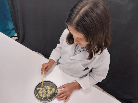 child in classroom cuts small sample of the blob on petri dish agar.