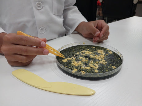 child doing the blob experiment on a large agar petri dish with tweezers