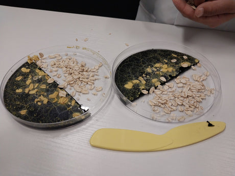 the blob split share culture on new petri dish with rolled oats