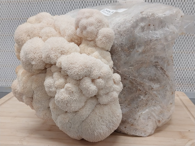 Fresh Lion's Mane Mushroom