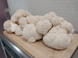 many lion's mane mushrooms sitting on a cutting board