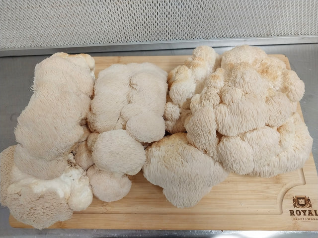 Fresh Lion's Mane Mushroom