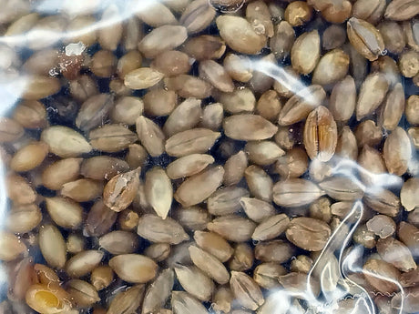 up close of hydrated rye grain in mushroom grow bag