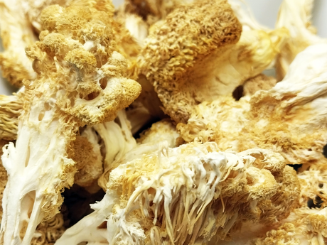 Dried Lion's Mane Mushrooms