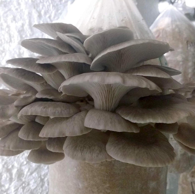 Italian Phoenix Oyster Mushroom Plug Spawn Dowels (100)