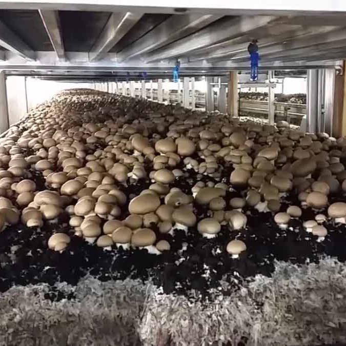 portobello Agaricus mushroom grain spawn