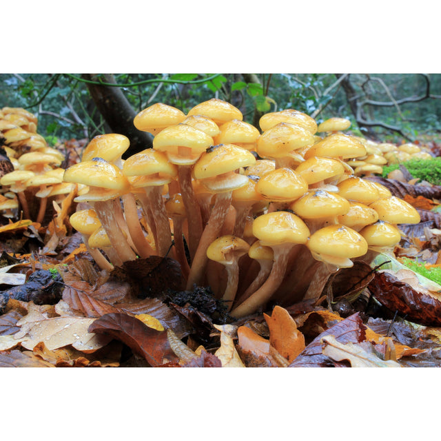 young honey fungus mushrooms growing on the ground