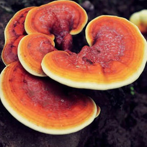 Ganoderma lingzhi red reishi mushroom grain spawn bags