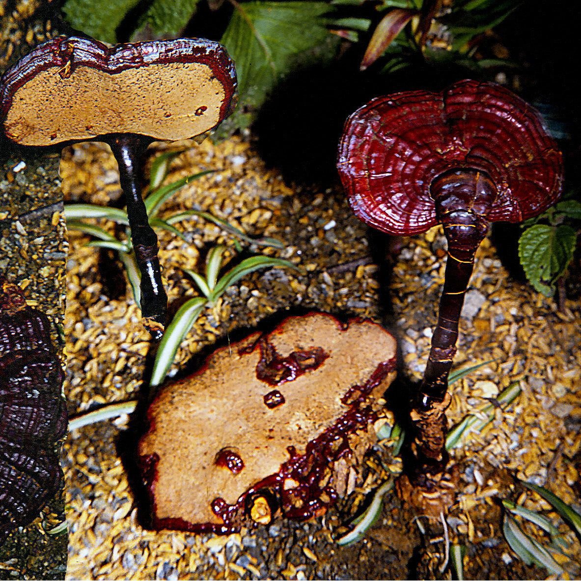 ganoderma neo japonicum mushroom