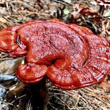 Ganoderma neo japonicum on the ground