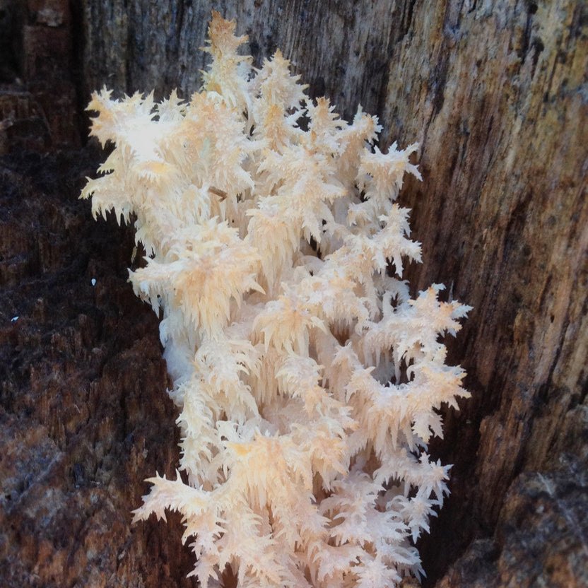Hericium Americanum bears head tooth