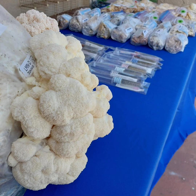 Fresh Lion's Mane Mushroom