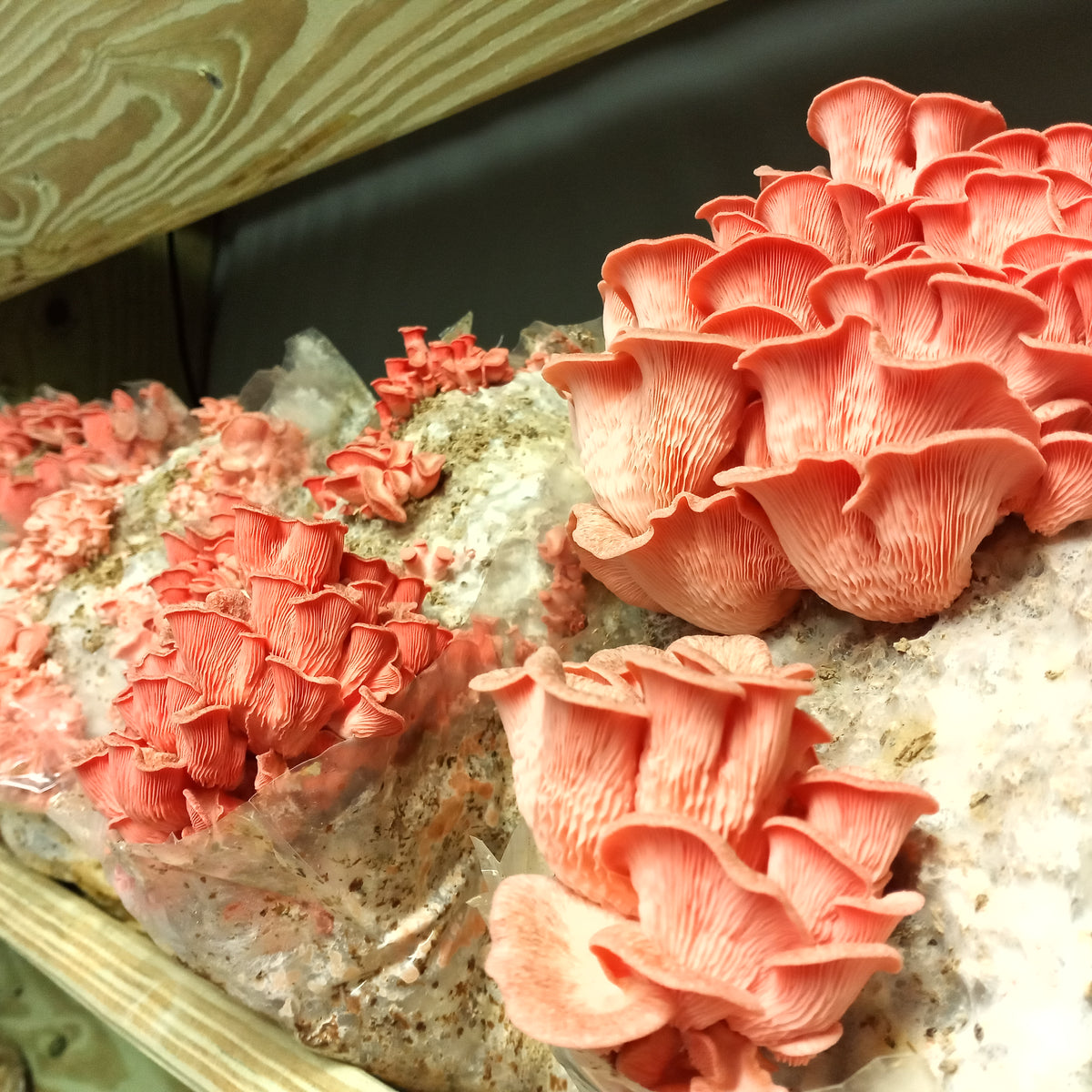 How To Grow Paddy Straw Mushrooms In Containers Using Straw Liquid Fungi how-to-grow-paddy-straw-mushrooms-in-containers-using-straw-liquid-fungi