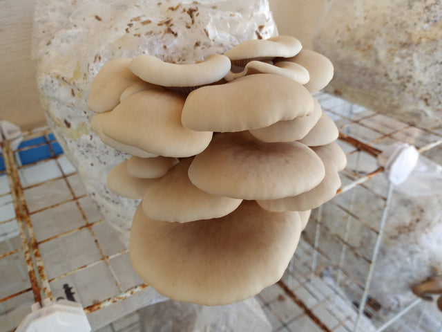 Pearl Oyster Mushroom Grain Spawn (1 pound)