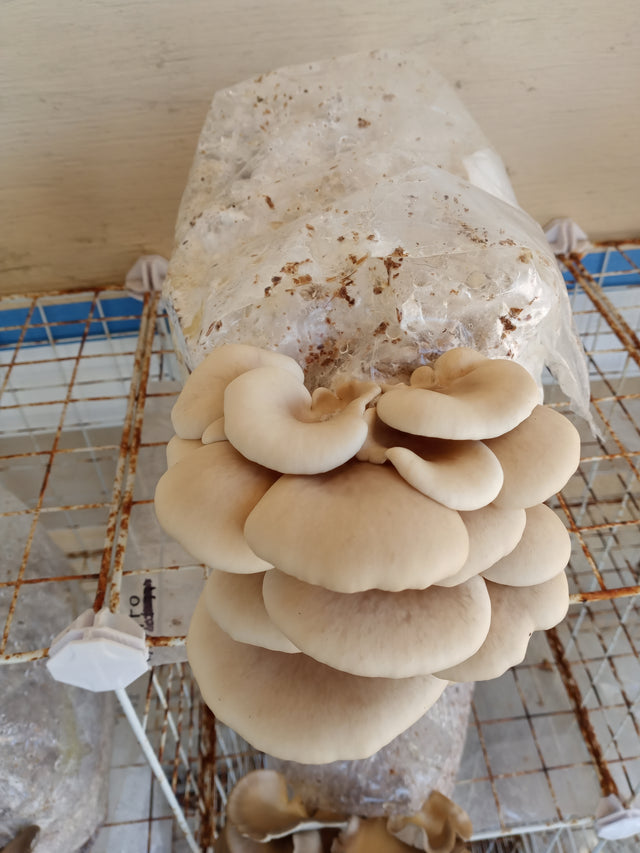 Pearl Oyster Mushroom Grain Spawn (1 pound)