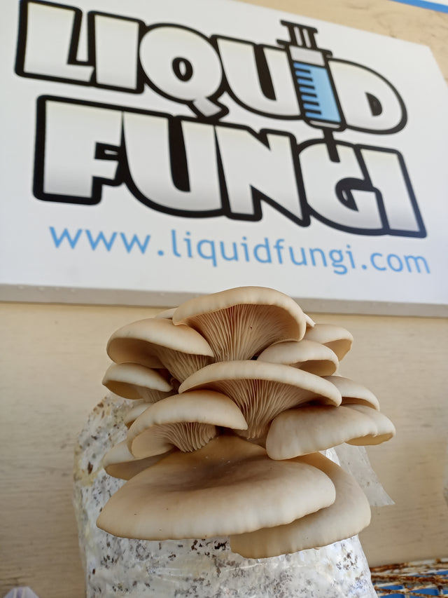 Pearl Oyster Mushroom Grain Spawn (1 pound)