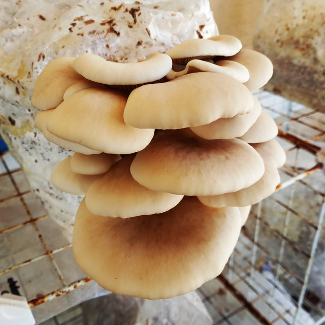 Pearl Oyster Mushroom Grain Spawn (1 pound)