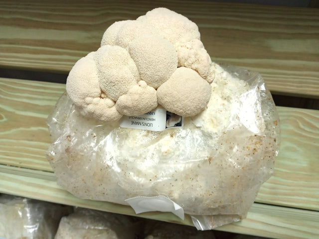 Lion's Mane Easy Mushroom Grow Kit