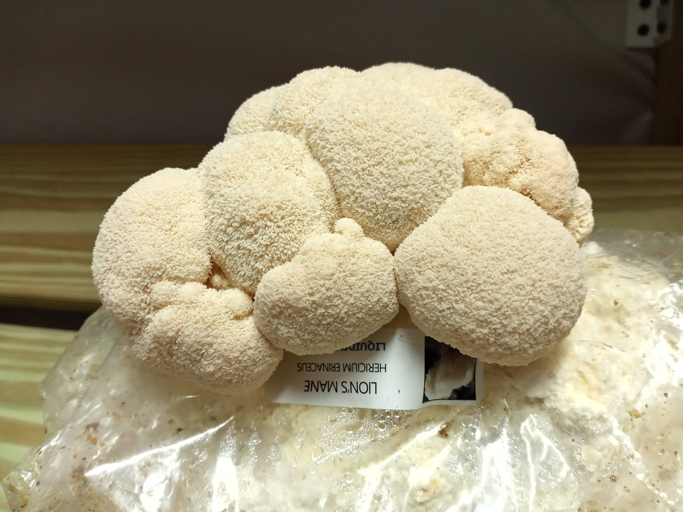 lions mane easy grow kit simple large mushrooms