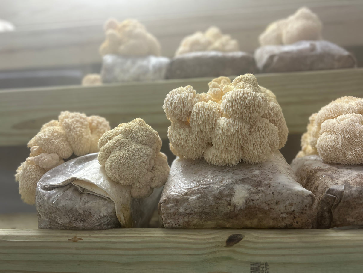 lion's mane mushroom growing on master mix supplemented hardwood block for mycology and cultivation