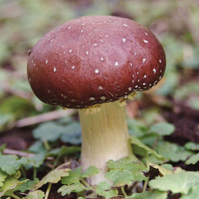 King Stropharia wine cap mushroom grain spawn bag