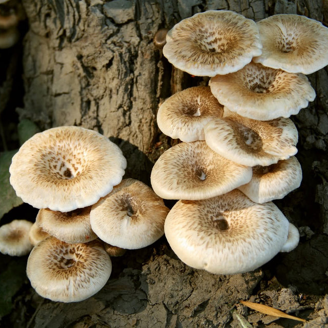 Lentinus tigrinus tiger sawgill mushroom grain spawn