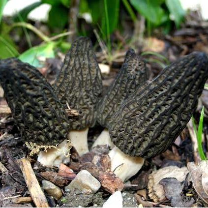 Morchella elata black morel mushroom culture liquid syringe