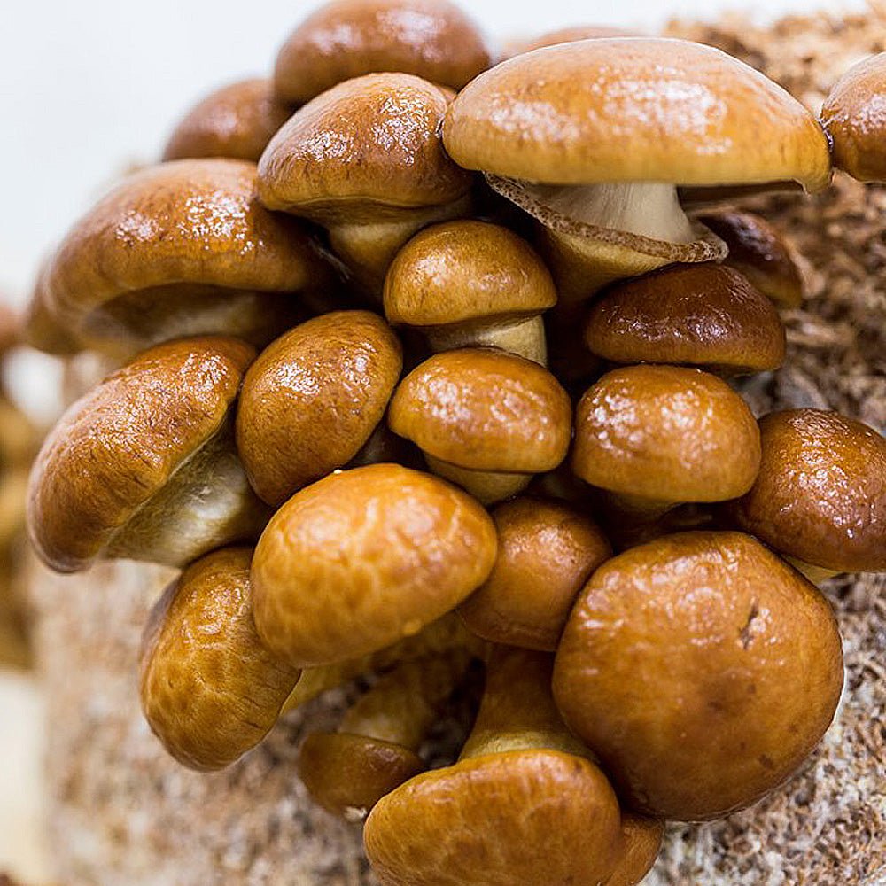 Mushrooms, Hon-Shimeji, White & Brown, Organic, 2x100gr pack