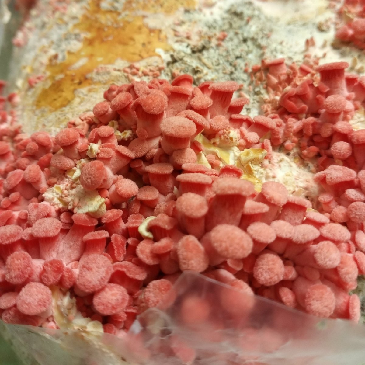 Pleurotus djamor pink oyster spawn pins