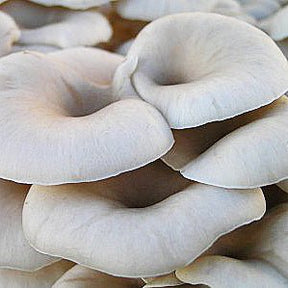 tarragon mushroom grain spawn bag Pleurotus eunosmus